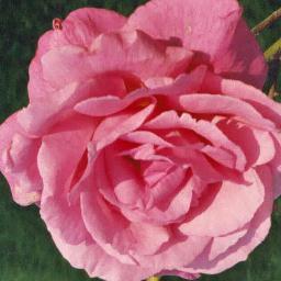 ahennius's profile picture. Personal Development & Wellbeing