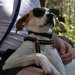 Hund, Pointer-Mix, Jahrgang 2011, Heimat: Griechenland, 2012 als Wirtschaftsflüchtling nach Deutschland ausgewandert, ohne Rute geboren, aber das macht mir nix