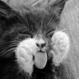 saulcer_ite's profile picture. patīk kaķīši