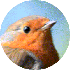 🦉 Birds Wildlife UK 🦋