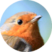 🦉 Birds Wildlife UK 🦋 (@birds_uk) 's Twitter Profile