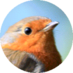 🦉 Birds Wildlife UK 🦋 (@birds_uk) Twitter profile photo 🦉 Birds Wildlife UK 🦋 (@birds_uk) Twitter profile photo