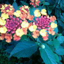 Elizabeth Vera Velez - @eliveravelez - Twitter