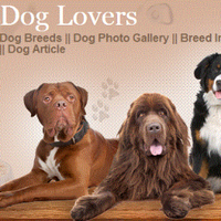 Dog Lovers(@dogloverss_) 's Twitter Profile Photo