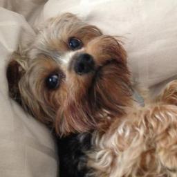 confettiariana's profile picture. Miley Winter Official Twitter! I am 4 years old, and my Owner is @ElleWinterX.  ♡