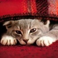onevcat (@onevcat) 's Twitter Profile