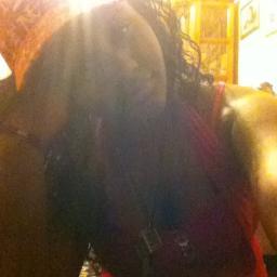 im very nice . i love to write , singing and just music is my passion. i love basketball, football and baseball. im fun-loving,funny and fun 2 be around