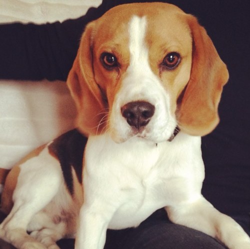 beagle_ralph's profile picture. 