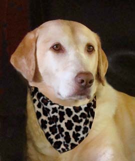 gusandjadee's profile picture. Luxury Dog Bandanas, Accessorizing the Discerning Dog. Made in the USA, highest quality for your dogs.  Check out Facebook page too!