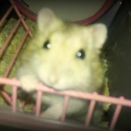 Rafael Damasceno ♥