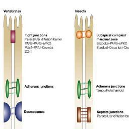 IntercellJuncti's profile picture. 