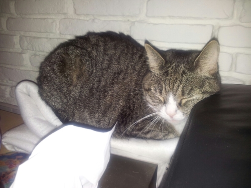 tigru_X's profile picture. ehm....