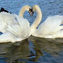 Olivia Elam - @olivia1Dluver - Twitter