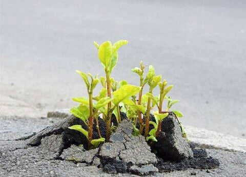 U can cut all the flowers but u can't keep the Spring from coming....... Pablo Neruda