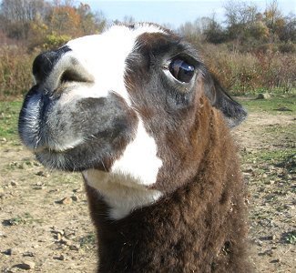 Llamas love strippers.