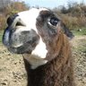 spittingllama_'s profile picture. Llamas love strippers.