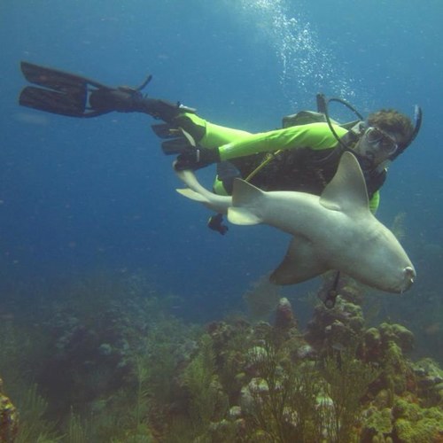 ElChelizzz's profile picture. 