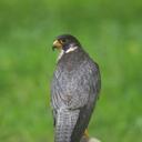 David John - @DjFalcon - Twitter