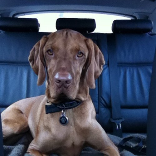 Hungarian Vizsla 8 and barking but now lumpy, grumpy and determined to catch a squirrel ( even a lame one ) whilst enjoying life with my Bitch ( human)