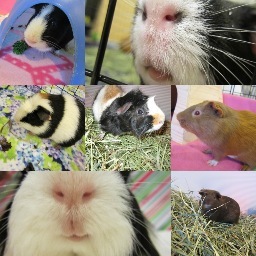 OfficialGP4Ever's profile picture. I'M BACK! This is Lindsey, the official GuineaPiggies4ever! I make YouTube videos on guinea pig advice and help! Follow me!