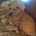 Harlan Evans - @YettiePit - Twitter