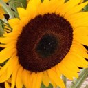 Kate Drake - @SFCsWife - Twitter