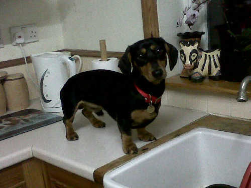 Enjoying life living on a narrowboat with wife Jane and unruly Daschunds Henry and William and Jack-Beagle Pip.