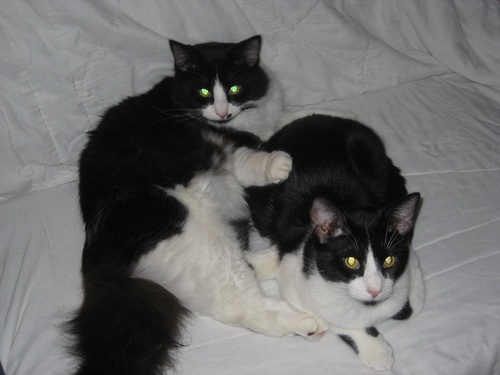 JZ987's profile picture. 