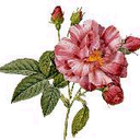 Darla Connor - @carrot4040 - Twitter