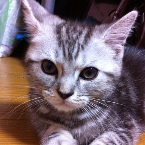 madosaki12's profile picture. 韓流が好きです(*^^*)Twitterは、使い方がよくわからないけど よろしくね