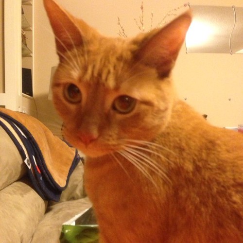 jennifereger's profile picture. 