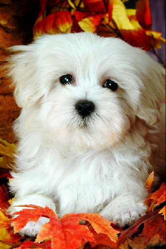 CerdaCarolina's profile picture. 