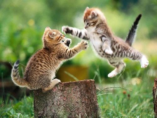 two girls trying to bring entertainment to this f**ked up world.