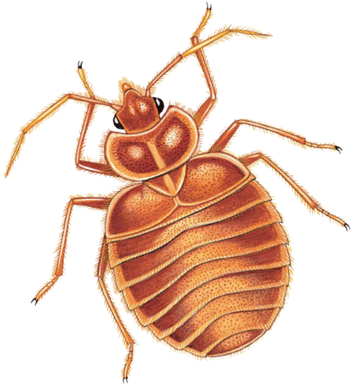 bedbugresource's profile picture. Passionate About Bed Bugs
