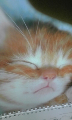 読書と動物（特に猫）が好きです。北海道日本ハムファイターズが好きです。経済系のRT多し。英語を基礎から勉強中です。
