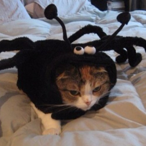 mrtiming's profile picture. Geochemist