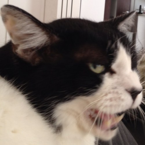 show524's profile picture. fiat PAND乗りのフリーランスうぇぶ屋（でぃれくしょん、でざいん、ふろんとえんど）、ゲームディレクターもやってった。
 バンドもしてるよ。
oasisとSparks Go Goと坂本真綾を好む。