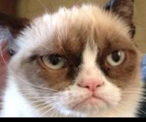 I dont like things. I dont like cats. I dont like dogs. I dont like you. I dont like me.
Advertisements Grumpiestcat@hotmail.com
