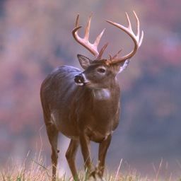 a deer that is being hunted by a group of italian gangsters that drink my piss, tv producers and pirates. this is my story at A.B. Lucas Secondary School