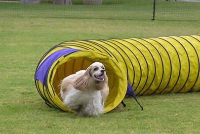 AgilityDogEquipment is a site for Dog Agility fans, offering articles, info, and more.