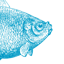 bigbluegoldfish's profile picture. We help clients develop confident brands with simple, smart design.