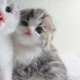 mimo1312's profile picture. 