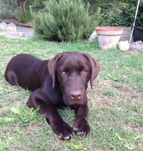 MasoniMauro's profile picture. 