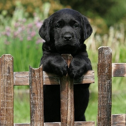 CutenessUnlimit's profile picture. Follow for cuteness!