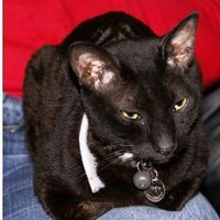 Rayzul (@rachelleech2000) Twitter profile photo