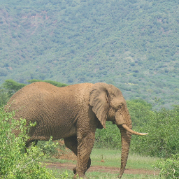 Ivory Belongs to Elephants ONLY