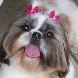 Especializados na raça  Shih-Tzu
No ramo há 47 anos
 Instagram Canil Chameguinho
11 9 8131-1623  Whats e Telegram