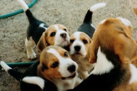 beaglenews's profile picture. Us beagles have a nose for news!