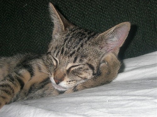 SusannMesna's profile picture. Owned by 2 cats. Big fan of sea turtles, cats in all sizes and sharks.