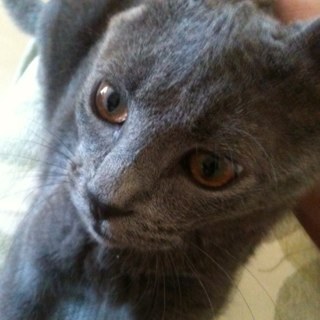 leotzanidis's profile picture. 